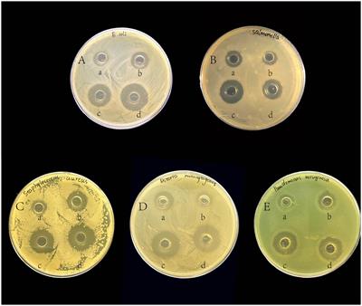 Probiotic characteristics and whole-genome sequence analysis of Pediococcus acidilactici isolated from the feces of adult beagles